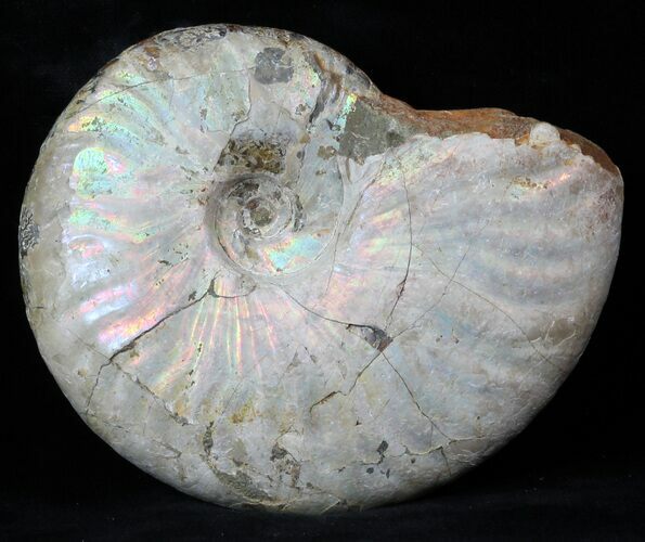 Silver Iridescent Ammonite - Madagascar #36108